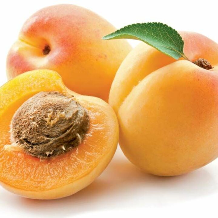 Apricot